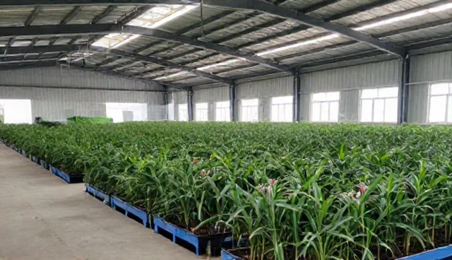 种苗储存条件把控:选型与实际应用的关键环节