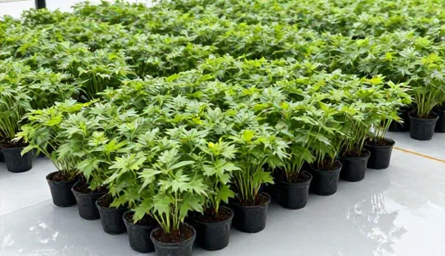 物流效率提升中基地合作的适用情况与限制